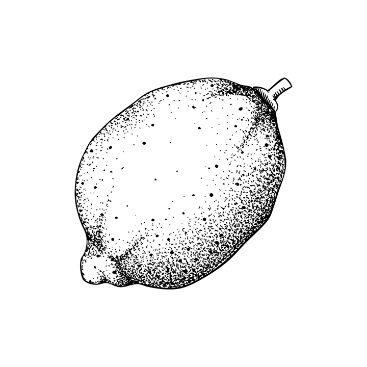 Vintage lime sketch. Citrus fruit hand-drawn vector illustration. Exotic plant drawing in engraved style. Botanical design element. NOT AI-generated